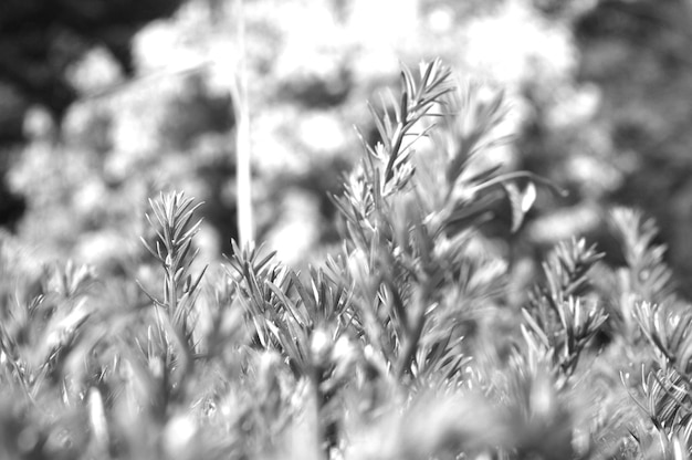 Foto close-up de grama no campo