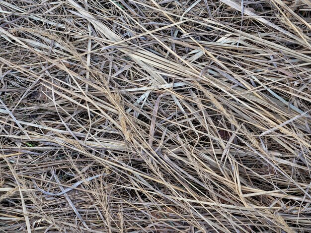 Close-up de grama seca no campo de primavera. Hay, fundo