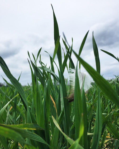 Foto close-up de grama verde fresca no campo contra o céu