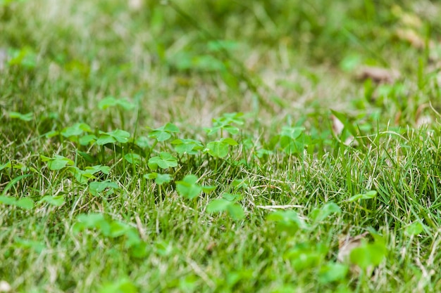 Foto close-up de grama verde fresca no campo