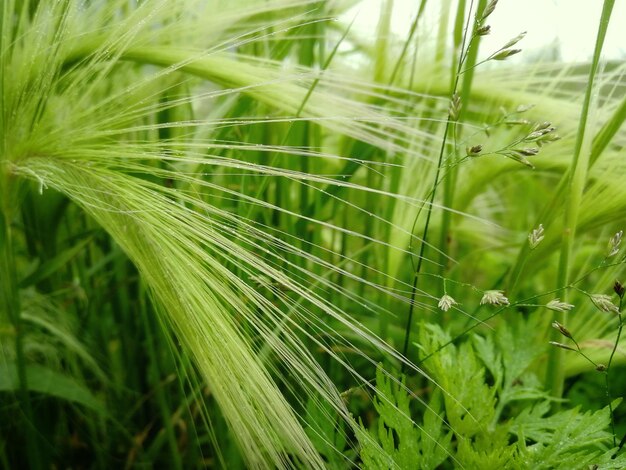 Close-up de grama verde fresca no campo