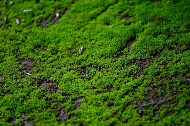Close-up de grama verde no campo