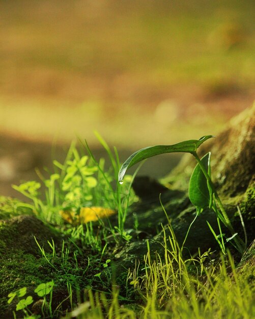 Foto close-up de grama verde no campo