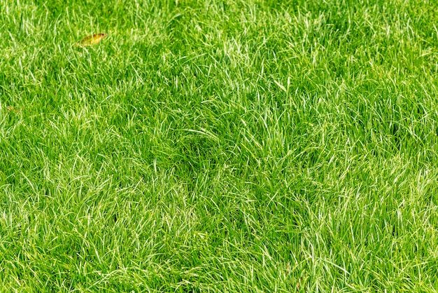 Close up de grama verde