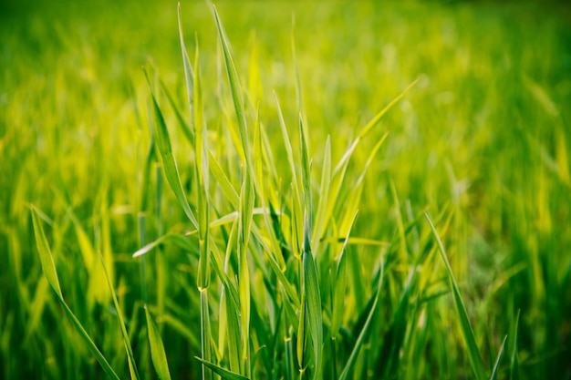 close-up de grama verde