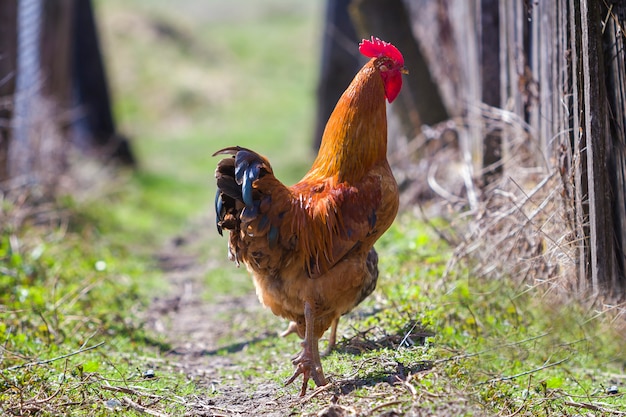 Close-up de grande bonito vermelho bem alimentado galo orgulhosamente guardando o rebanho de galinhas, alimentando-se de grama verde em dia ensolarado no fundo desfocado