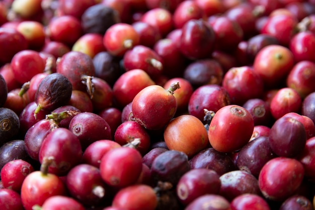 Close-up de grãos de café frescos.