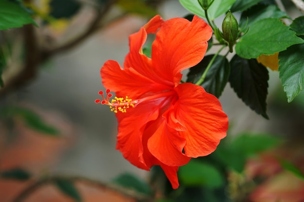 Close-up de hibisco vermelho florescendo ao ar livre