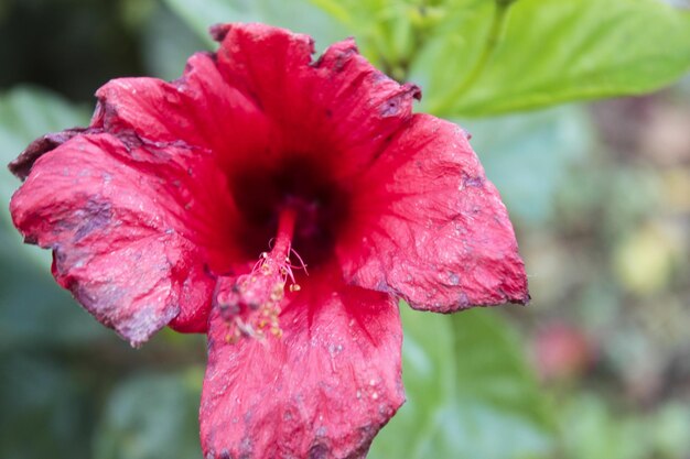 Close-up de hibisco vermelho florescendo ao ar livre