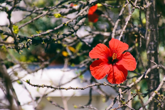 Close-up de hibisco vermelho florescendo ao ar livre