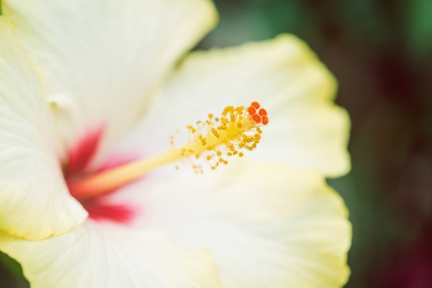 Close-up de hibiscos amarelos alegres com espaço de cópia simbolizando o paraíso tropical