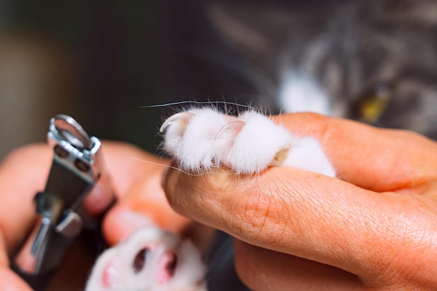 Close-up de homem cortando garras de gato com cortador de unhas ou aparador de garras Limpeza de animais Cuidados com garras de gato