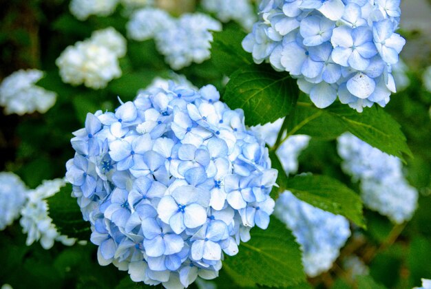 Foto close-up de hortênsia azul