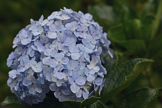 Foto close-up de hortênsia roxa molhada florescendo ao ar livre