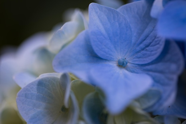 Foto close-up de hortênsia roxa