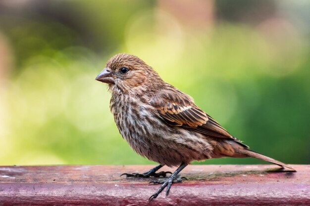 Close-up de House Finch Haemorhous mexicanus em pé sobre uma borda de madeira San Francisco Bay Area Califórnia turva fundo verde