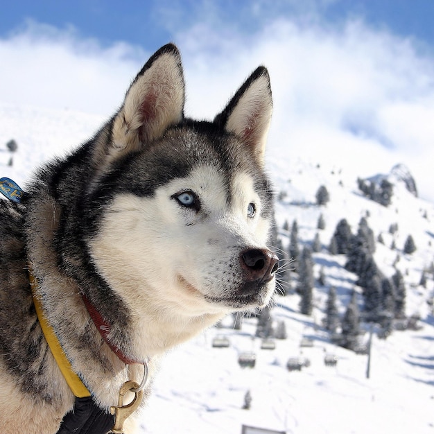 Close-up de husky contra o céu