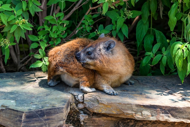 Close-up de hyrax ou procavia capensis