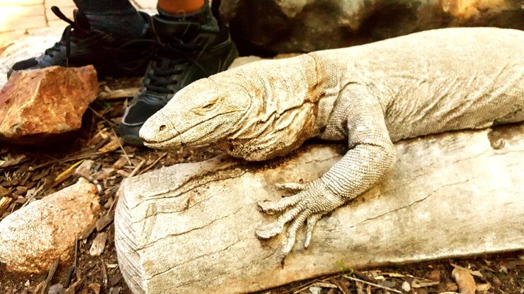 Foto close-up de iguana em madeira