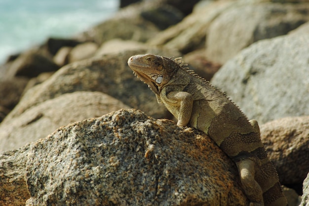 Close-up de iguana em uma rocha