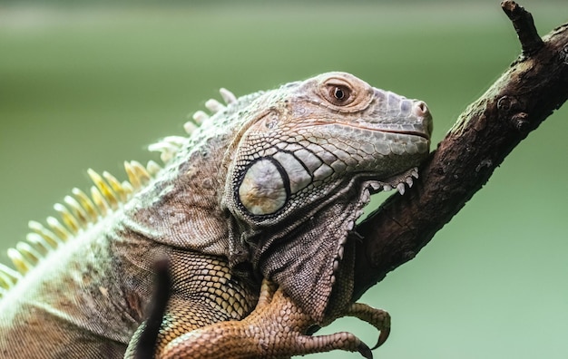 Close-up de iguana sentada em um galho