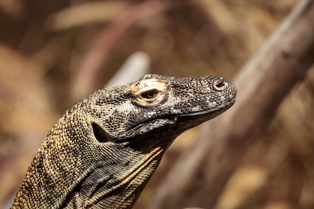 Close-up de iguana