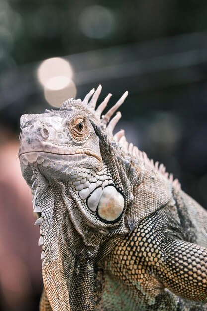 Close-up de iguana