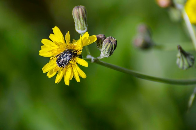 Foto close-up de inseto em flor amarela