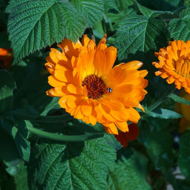 Foto close-up de inseto em flores de laranja florescendo no parque