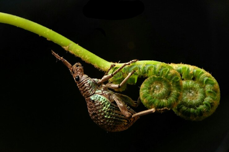 Foto close-up de inseto em folha contra fundo preto