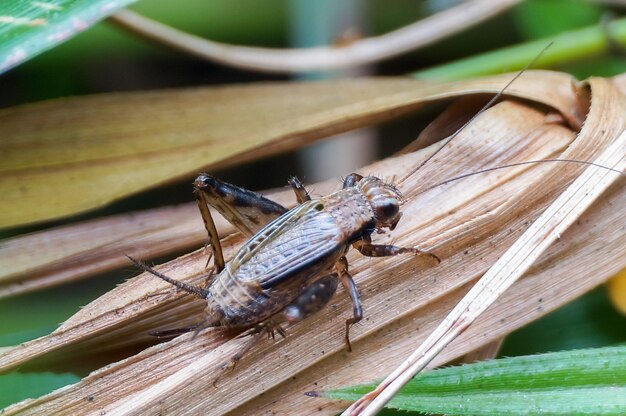 Foto close-up de inseto em planta seca