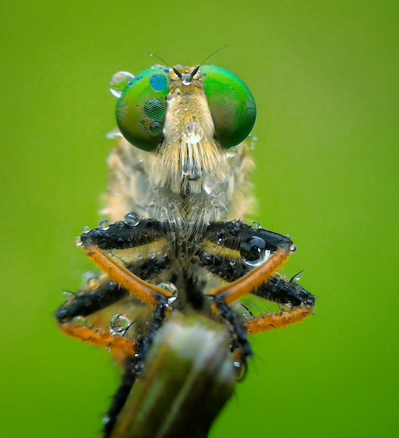 Foto close-up de inseto molhado na planta