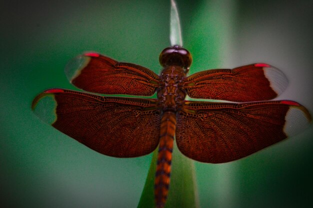 Close-up de inseto na planta