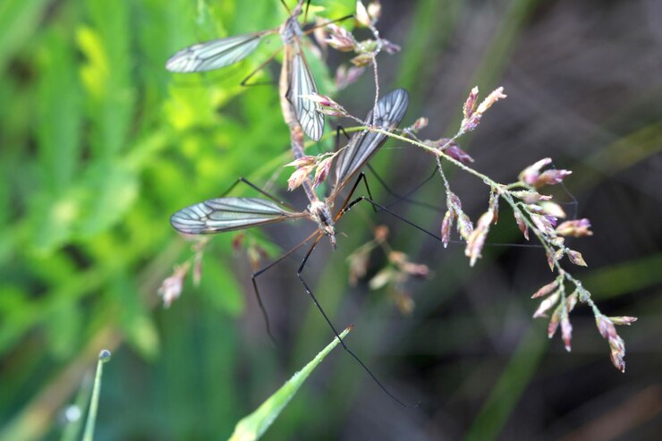 Foto close-up de inseto na planta