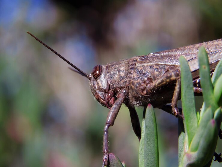 Foto close-up de inseto na planta