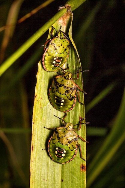 Foto close-up de insetos em folhas