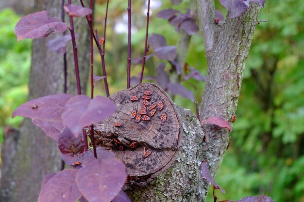 Close-up de insetos no tronco da árvore no outono