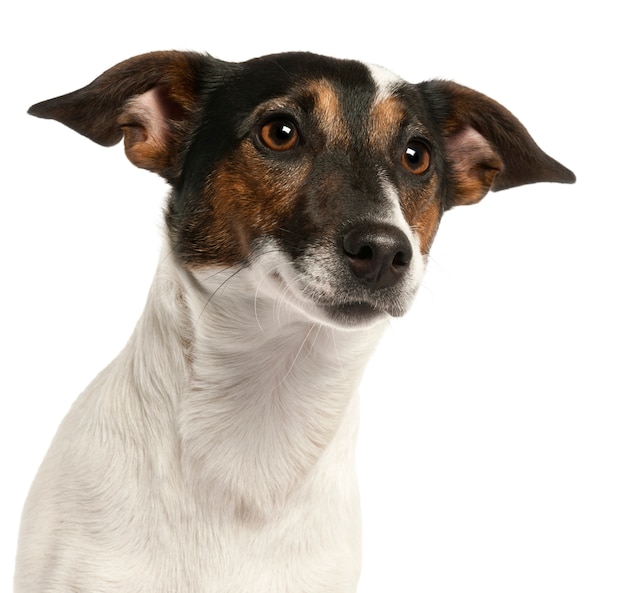 Close-up de Jack Russell Terrier, 1 ano e meio