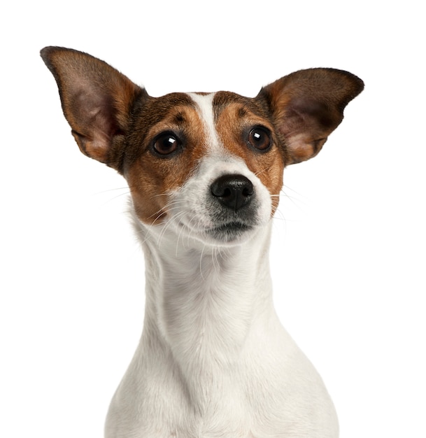 Close-up de Jack Russell Terrier, 2 anos
