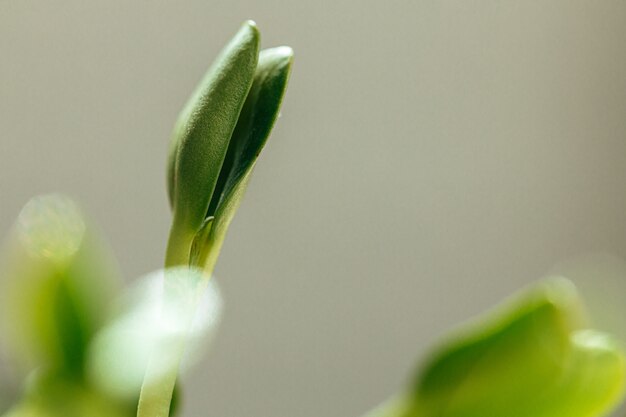 Close-up de jovens brotos verdes de micro verdes