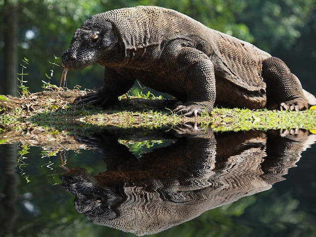 Foto close-up de komodo na água