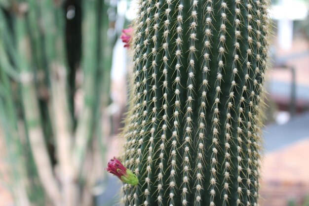 Foto close-up de lagarta em flor