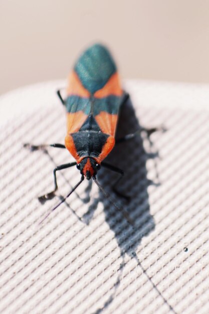 Foto close-up de lagarta em folha