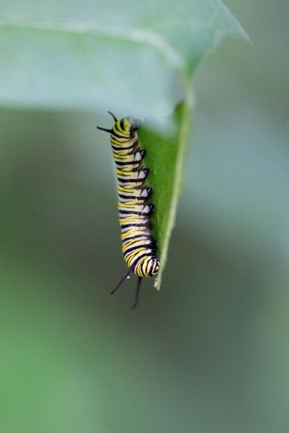 Foto close-up de lagarta em folha