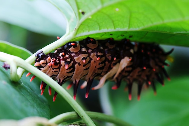 Foto close-up de lagarta em planta