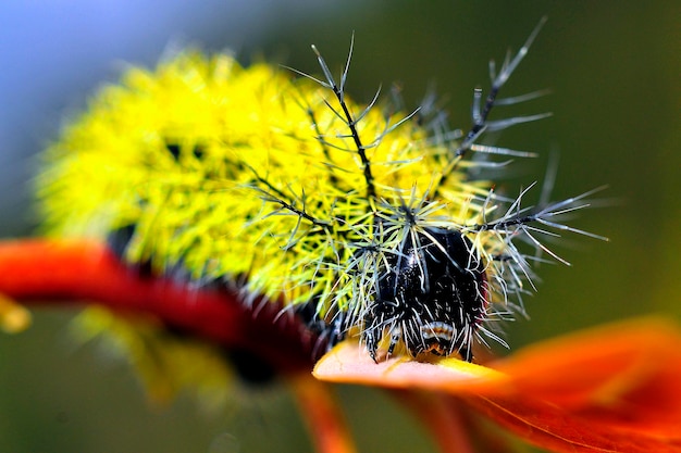 Foto close-up de lagarta em planta