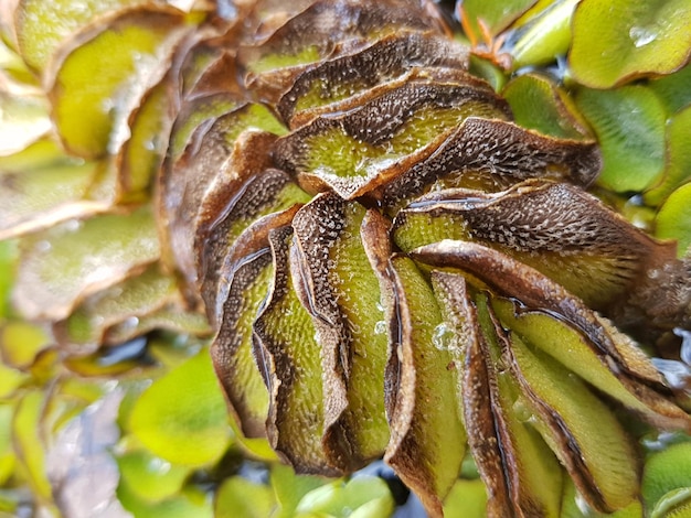 Foto close-up de lagarta em planta