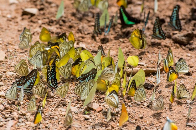 Foto close-up de lagarta em terra amarela