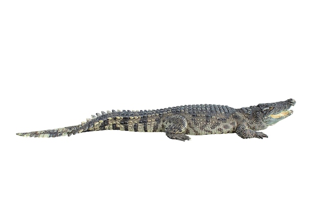 Close-up de lagarto contra fundo branco
