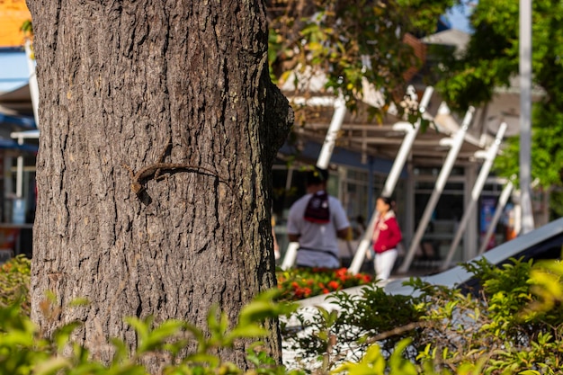 Foto close-up de lagarto de árvore no tronco de árvore no jardim